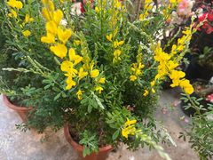 -双季花艺园艺市场(浦东店)