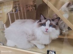 -猫十亿·布偶金渐层·曼基康矮脚猫舍(青年路店)