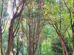 -重庆市江北嘴中央商务区中央公园