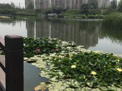 -前关湿地公园