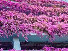 -深圳仙湖植物园-停车场