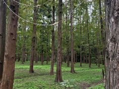 -东平国家森林公园