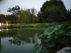 -黄村公园