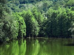 -滴水岩森林公园