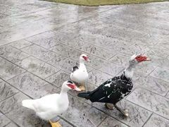 -木兰水镇旅游景区