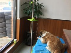 2018年4月8日中午小雨点在医院打点滴-宠福鑫动物医院·动物疾病诊疗中心(天通苑店)