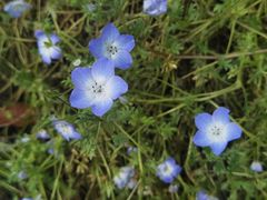 -春花秋色城市公园