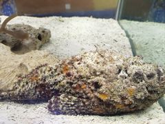 -太平洋海底世界