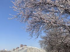 -长白岛森林公园