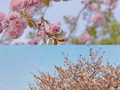-顾村公园