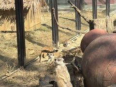 -大连森林动物园