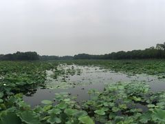 -荷塘月色湿地公园·向阳花洲