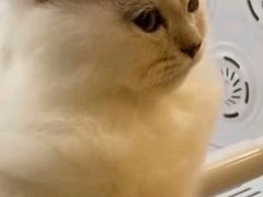 -BABIT巴比特宠物(MOMOPARK店)