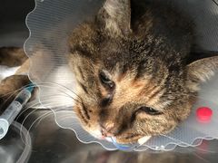 -纳吉亚猫专科动物医院博雅分院