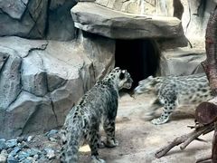 -青藏高原野生动物园