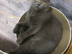 -伟伟宠物医院·瑞派猫友好医院·猫科(光谷店)