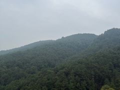 -铁山坪森林公园