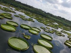 -荷塘月色湿地公园·向阳花洲