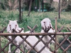-乌村