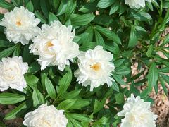 -上海鲜花港