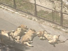 -大连森林动物园