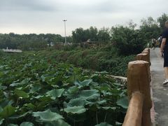 -白洋淀景区