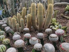 -南山植物园