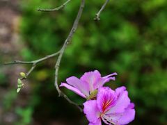 -南宁良凤江国家森林公园