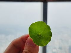 景观位-瑞吉酒店·The Drawing Room闲逸廊·云端下午茶·夜奢Whiskey
