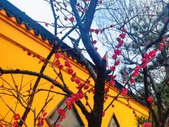 -无锡梅园公园