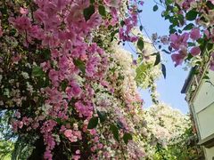 -深圳国际园林花卉博览园