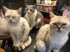 -more than meow吴止猫主题餐厅(承德 中船汇店)