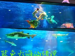 -海合安成都极地海洋公园