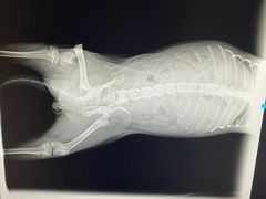 -瑞鹏宠物医院·爱宠堂·骨外专科(西荷分院)