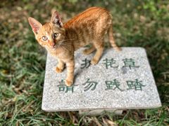 -西园寺