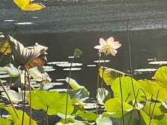 -墨尔本皇家植物园