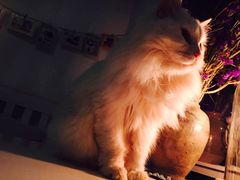 iphone_upload_pic-Anne猫窝咖啡屋