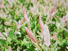-白塘生态植物园