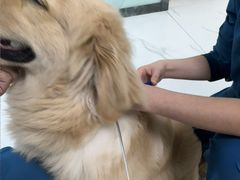 -嘉馨宠物医院·CT影像转诊·心脏科·犬猫全科诊疗中心(下沙大学城院区)