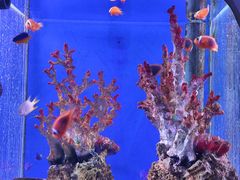 -海合安武汉极地海洋公园
