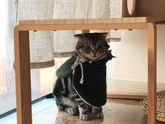 -Catmate·猫肥家润(金润铂宫店)