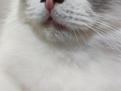-李小姐の猫咖啡馆(五角场店)
