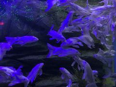 -芜湖新华联大白鲸海洋公园