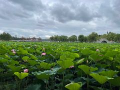 -长春市南湖公园