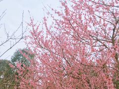 -秀丽东方