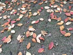 -新湖明珠城