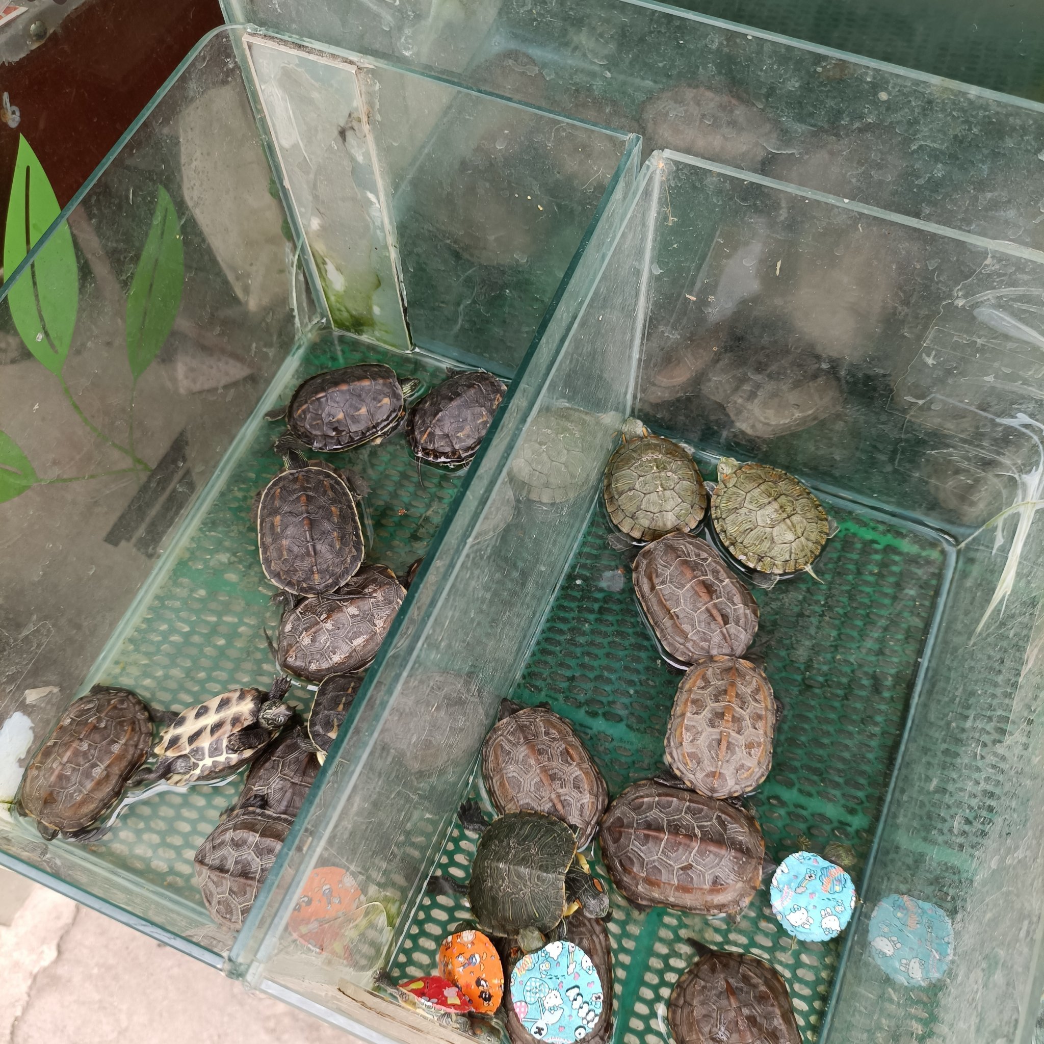 没想到,归元寺旁边这个花鸟市场还挺大的
