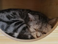 -猫友咖啡店(玉林西路店)