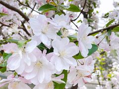 -海棠花溪(元大都城垣遗址公园)