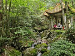 -天目山大树王景区
